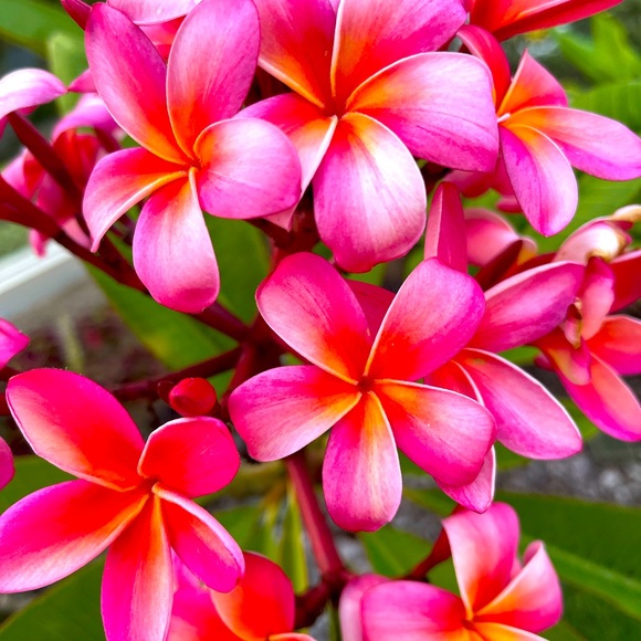 Meet your Posher, FlowerChild - Picture 1 of 1